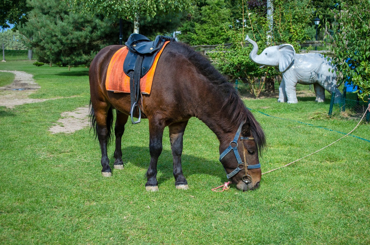 深圳野生動物園游玩攻略，最新整理指南